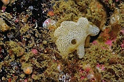 Didemnum-fulgens-Belle ile Pointe de Kerzo-7m-20160704-Denis-ADER-DSC_8682_tn